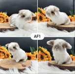 Kroliczek Mini Lop