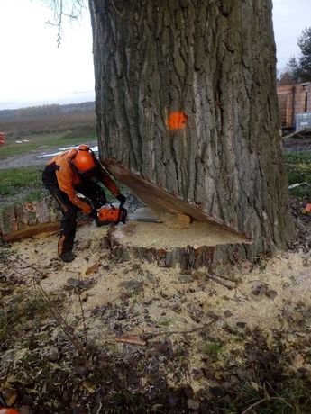 Poznań wycinanie wycinka drzew frezowanie pni pniak rębak mulczer