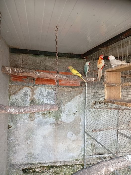 Ring neck fêmeas 2025