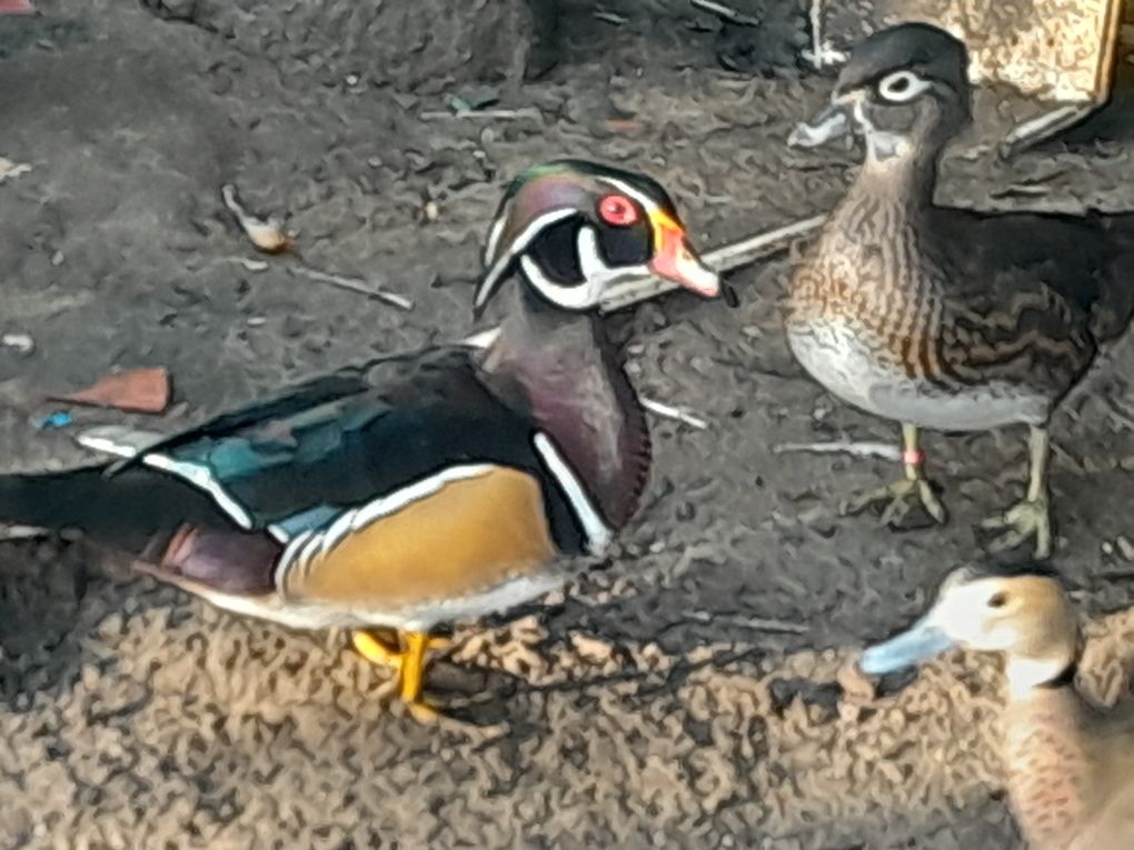 Patos mandarins, carolinos, reng teal