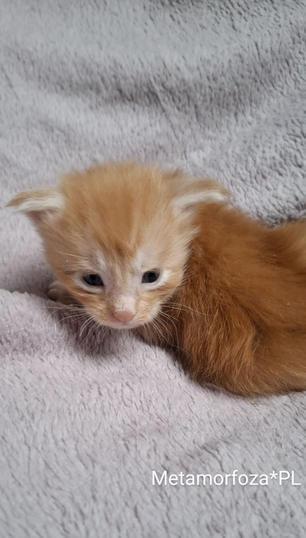 Rudy kocurek maine coon