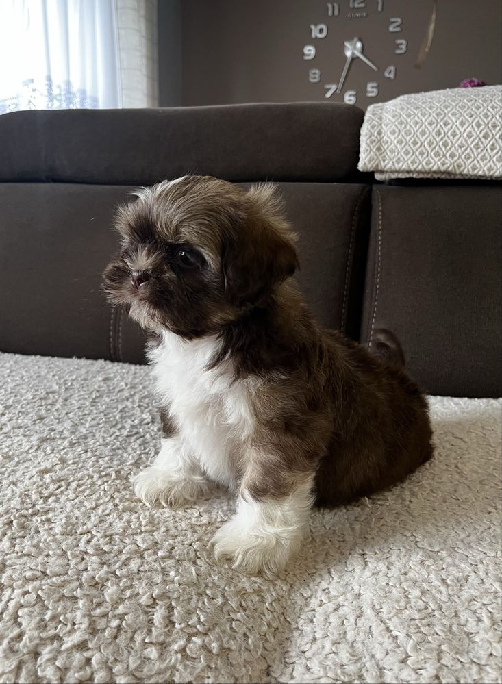 Piękny Piesek Shih Tzu Gotowy Do Odbioru