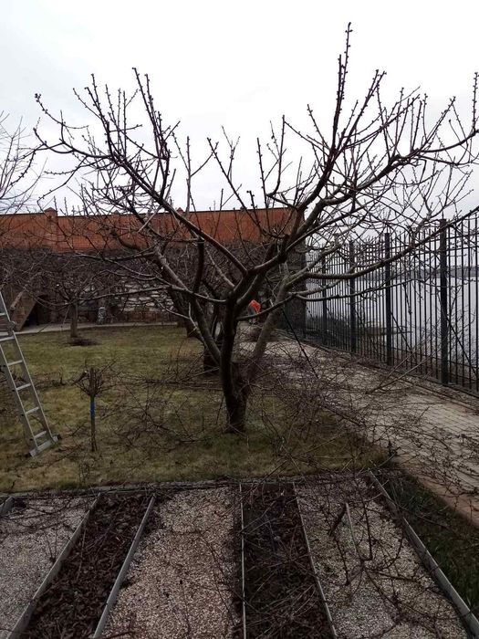 Обрезка декоративних ростений, фруктовых деревьев и кустарников