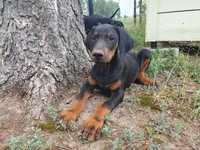 Doberman rodowód gotowy do odbioru mazowieckie