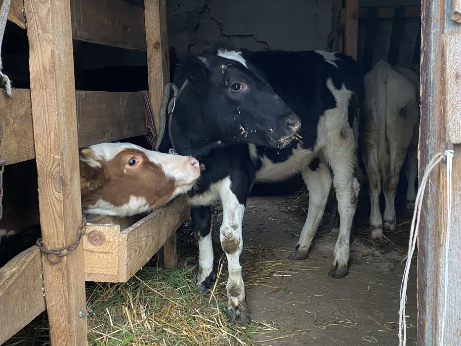 Продам телицю 260кг