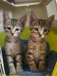 Gatinhos procuram família para a vida