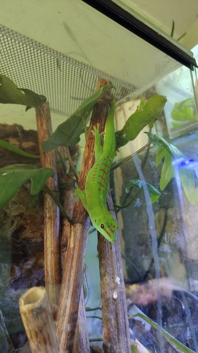 Młode gekony dzienne