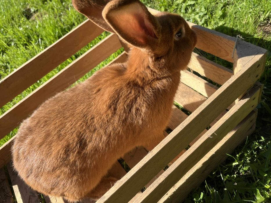 Króliki nowozelandzki