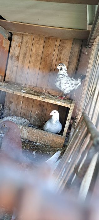 Sprzedam gołębie homery