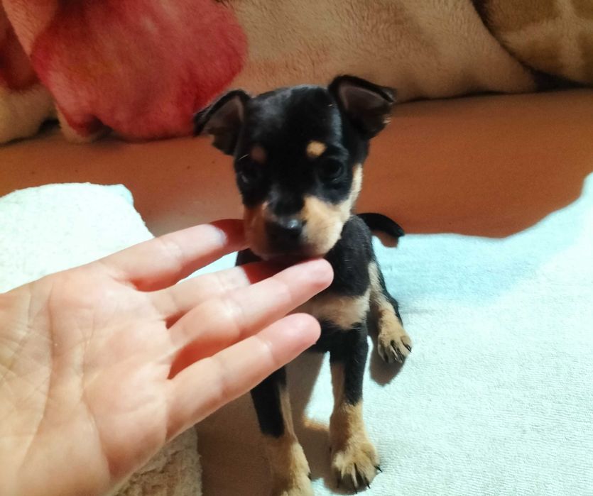 Pinscher macho lindo