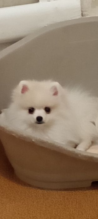 Пушыстый мальчик.