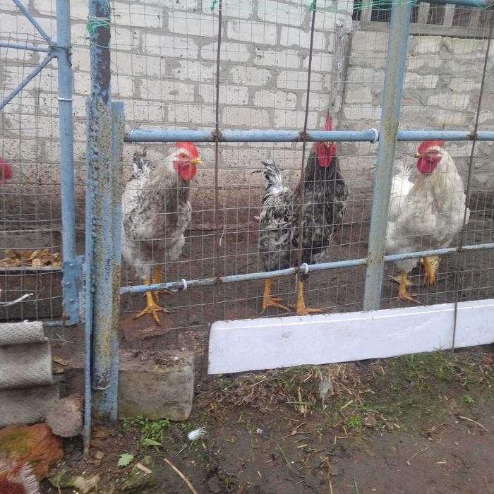 Продам домашних петухов
