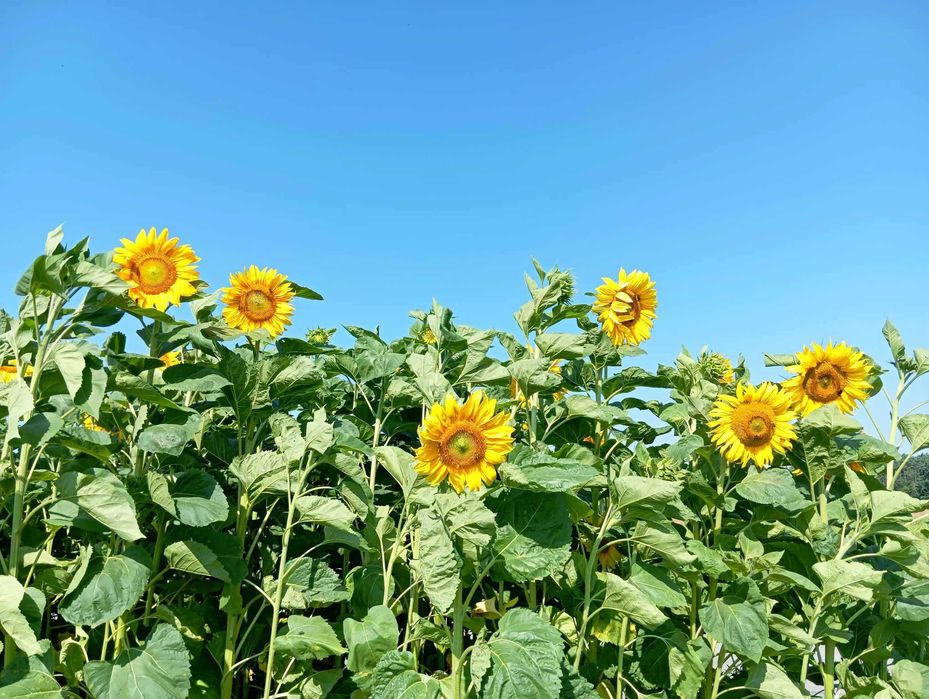 Nasiona słonecznika ozdobnego na kwiat cięty TAIYO, DORACTWO, wysyłka