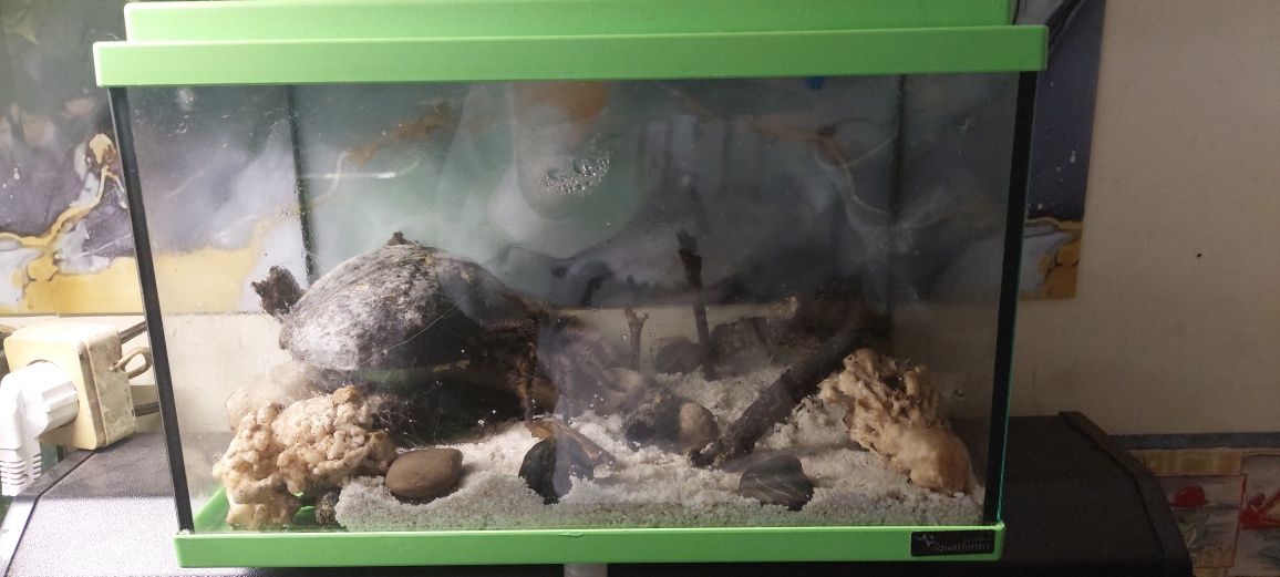 Vendo tarantula + aquário