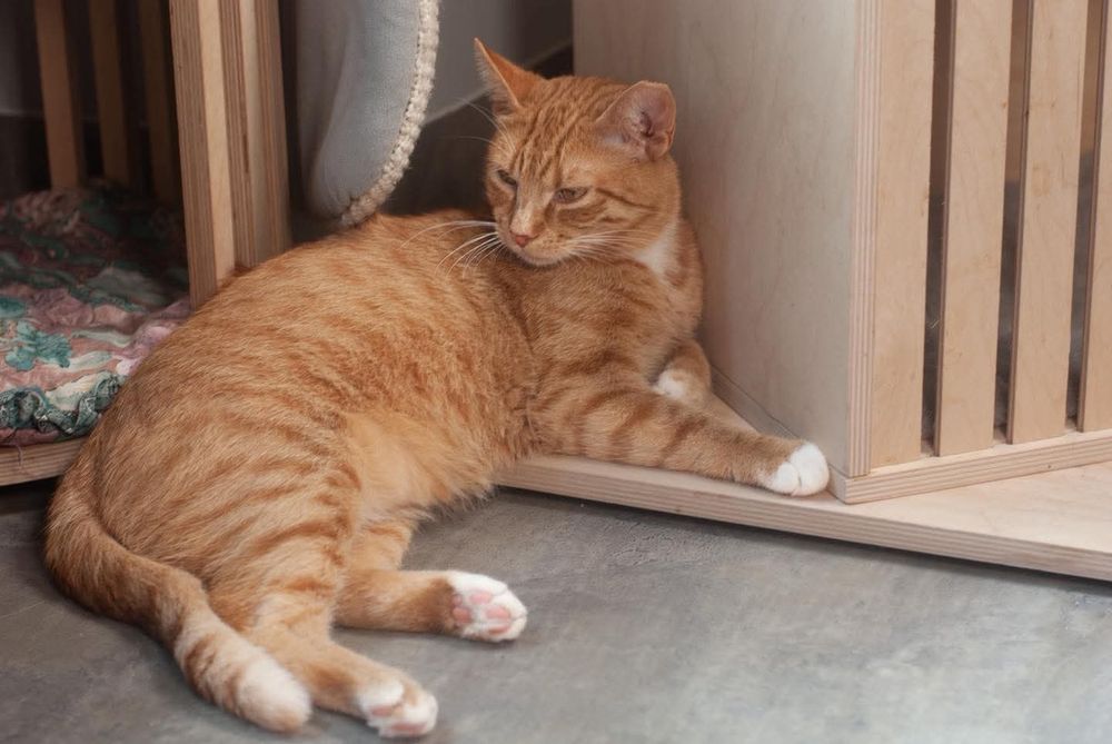 Szymon - ciekawski kotek szuka domu