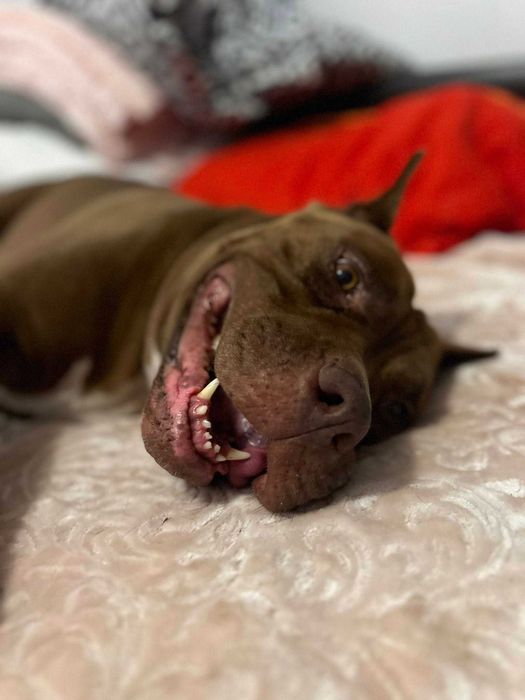 Śliczna 4 letnia Coco do adopcji