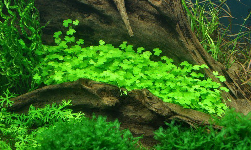 Гидрокотила трипартита. Рослини для акваріума