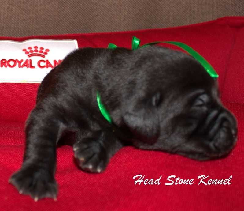 Лабрадор ретривер