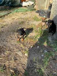 Cães  para adoção