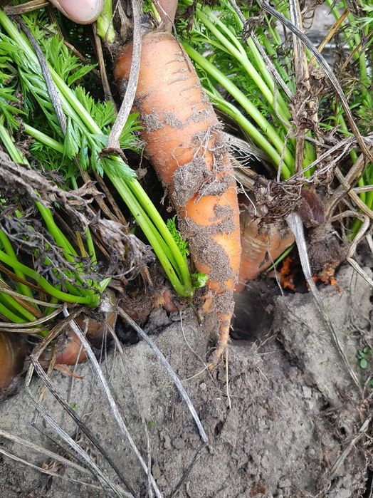 PIĘKNA Marchew Nie odpadowa  PASZOWA