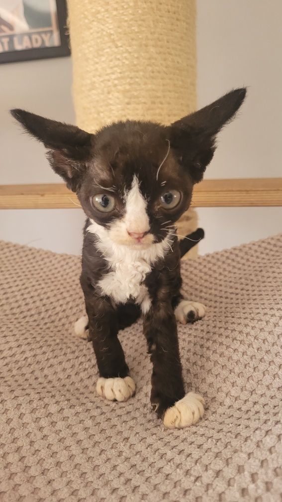 Devon rex kocurek