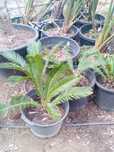 Sicas yucas .    .