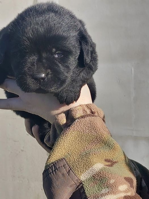 Лабрадор -ретривер _ чистокровні цуценята шукають дім
Ось приклад