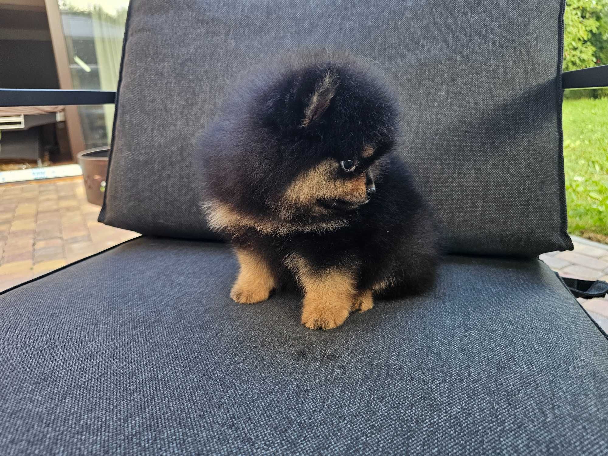 Cudowna dziewczynka black-tan