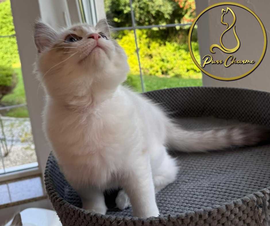 Prześliczny uroczy kocur ragdoll rodowód FPL FiFe słodki