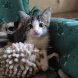 Замечательный котенок