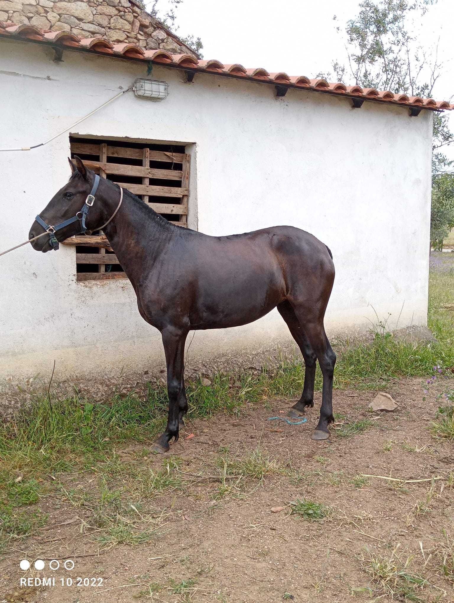 Poldra toda preta mansa