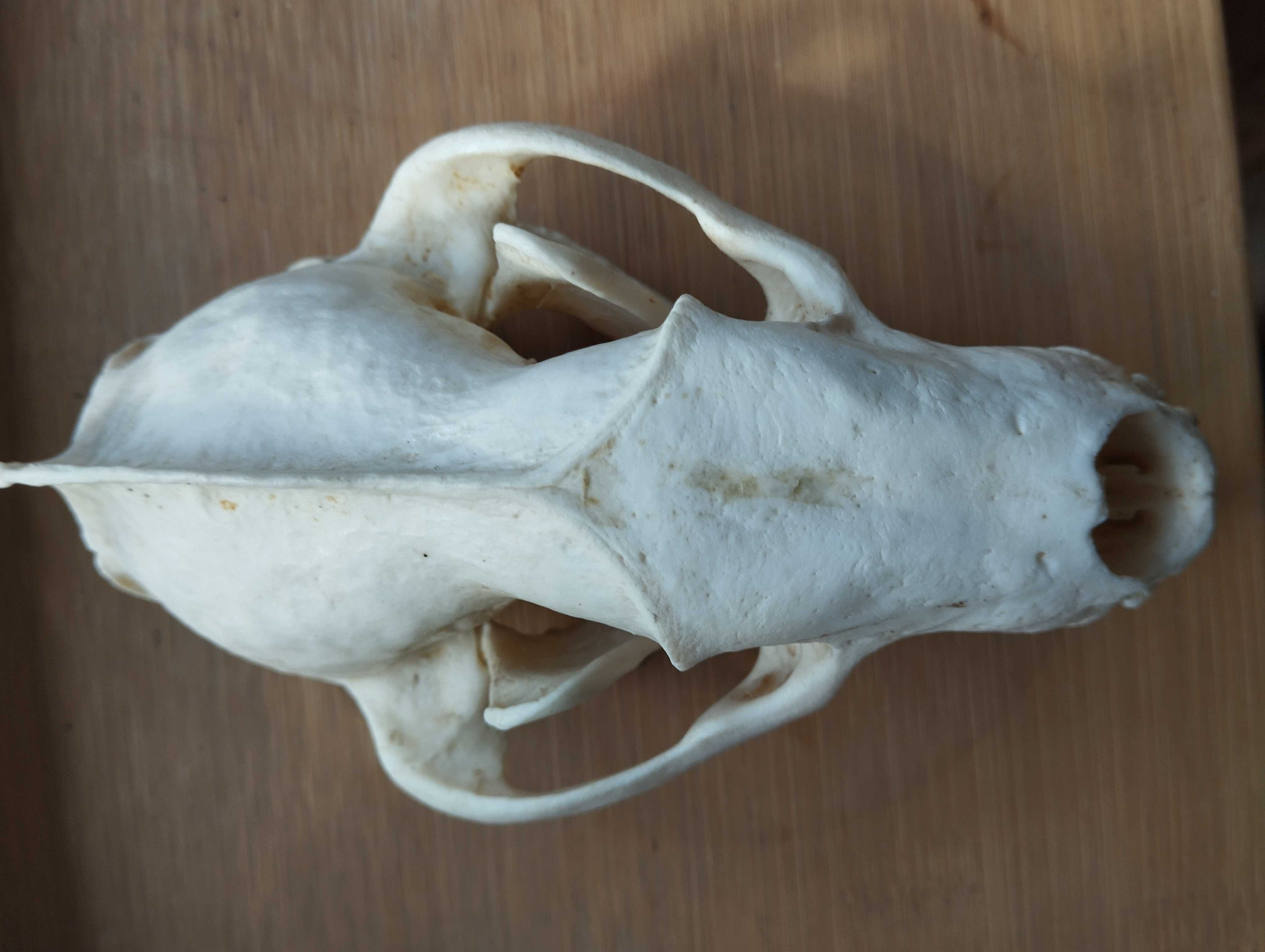 Naturalna czaszka borsuka