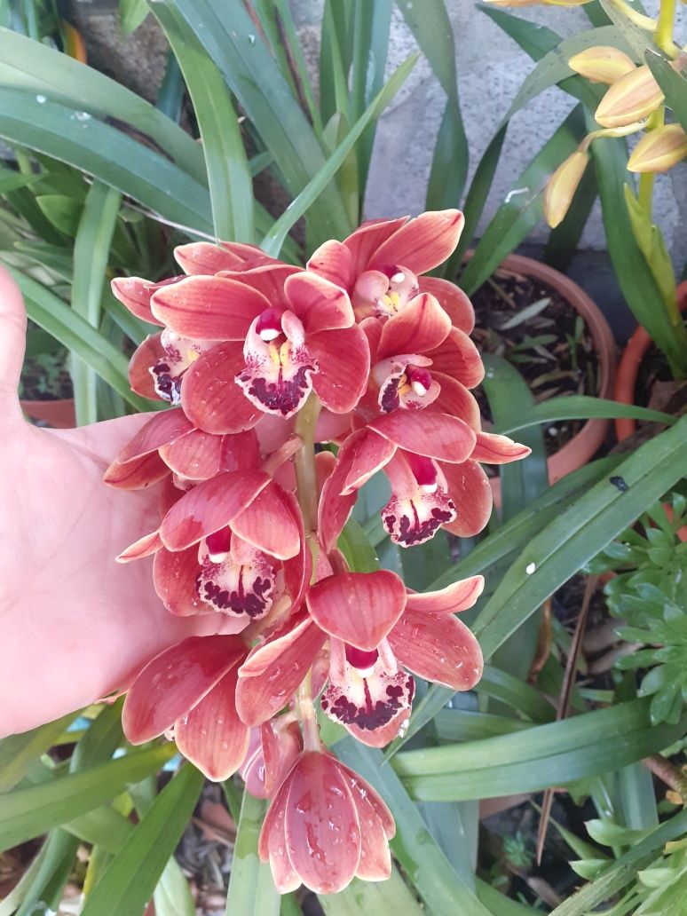 Orquídea linda vermelha