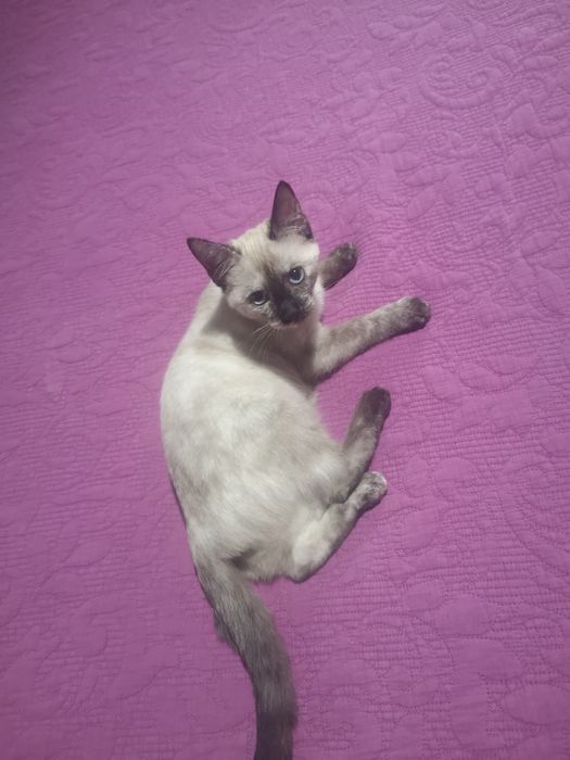 Gatinhas fêmeas para adoção