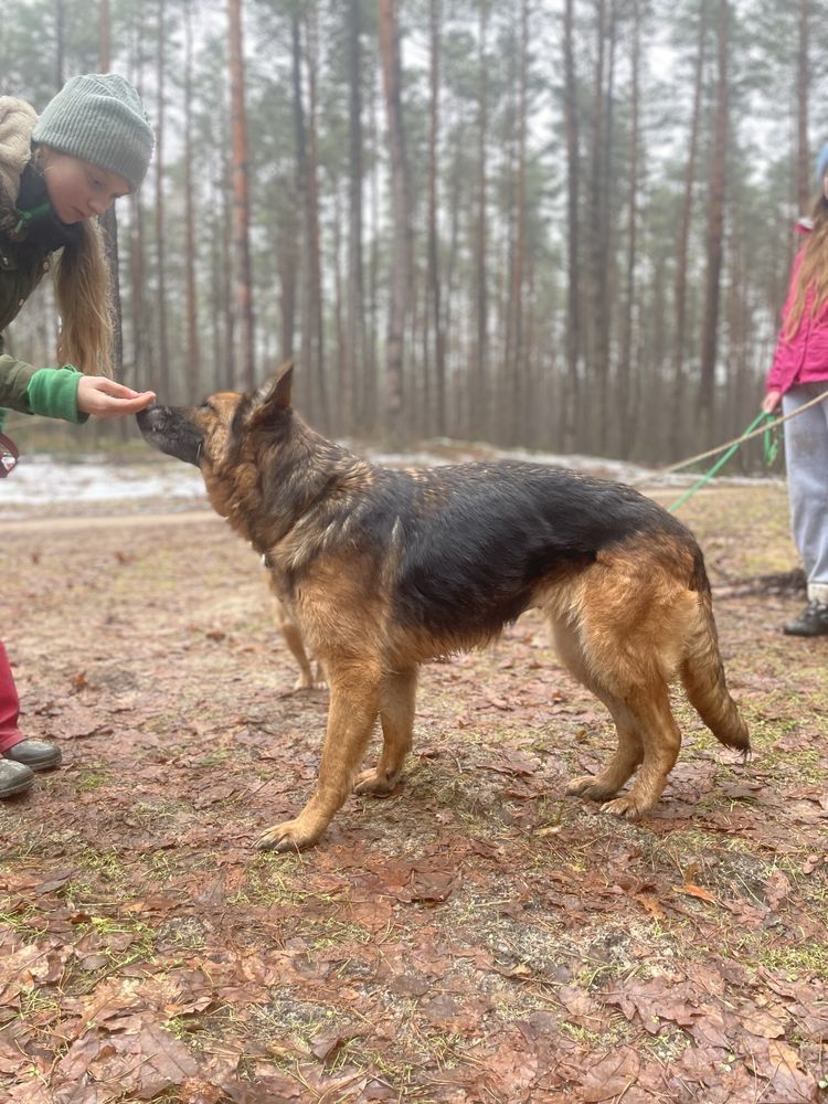 Liszka poleca się do adopcji!