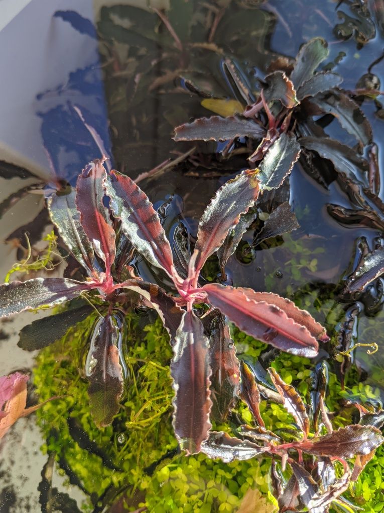 Bucephalandra sp. "Kedagang" — planta para aquario