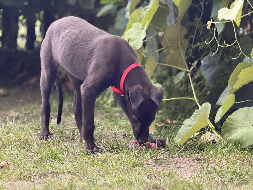 chart angielski greyhound