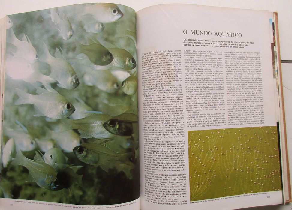 Animais da Terra - - - - - Enciclopédia