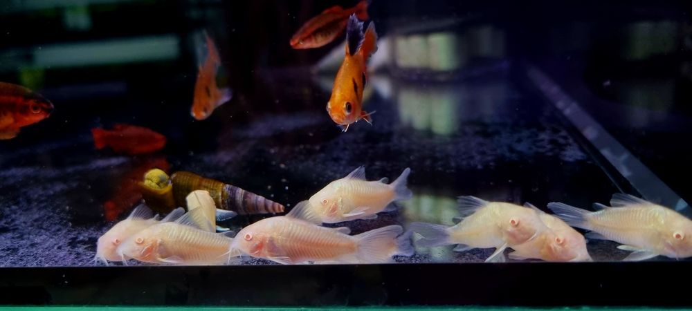 Kirysek spiżowy albino