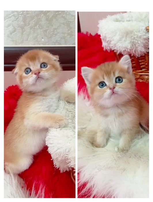 Мальчик и девочка золотая шиншилла