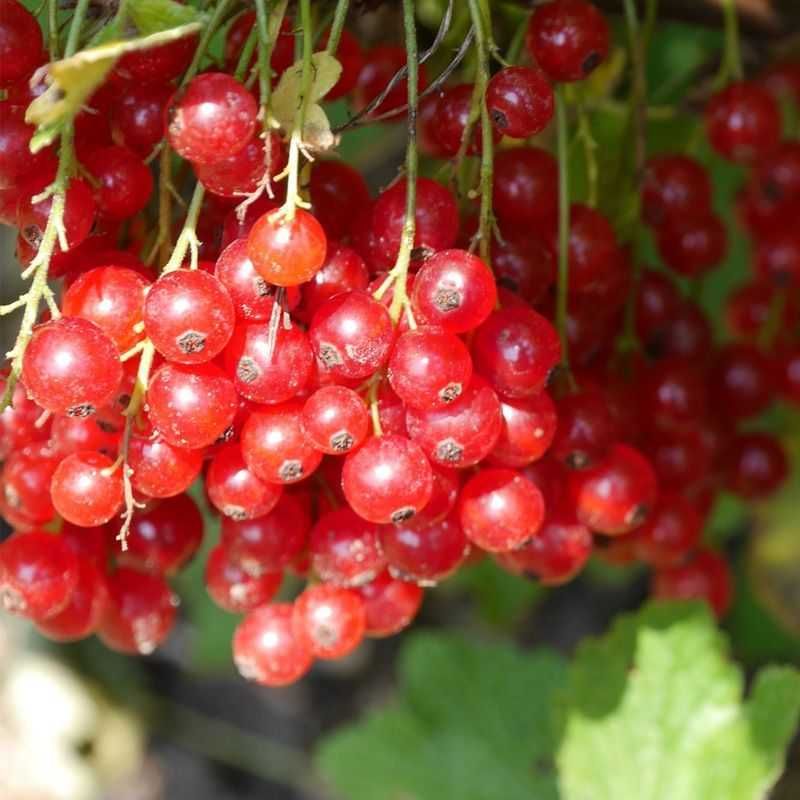 GK Porzeczka czerwona rovanda Ribes Rubrum bogata w wiatminy