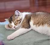 Gatinho Scottish straight