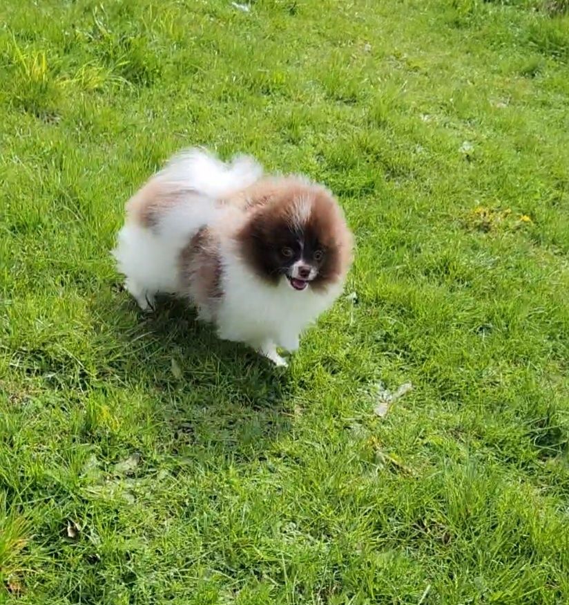 szpic miniaturowy , pomeranian , piesek