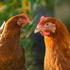 Kury NIOSKI młode z jajkiem ! Rosa Dominant ISA Leghorn ! ZAPRASZAM !!