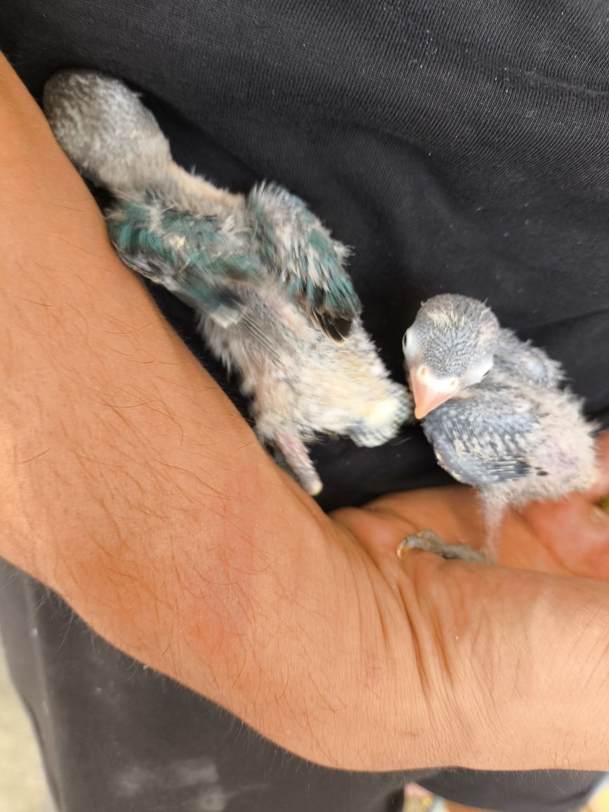 Agapornis personatas