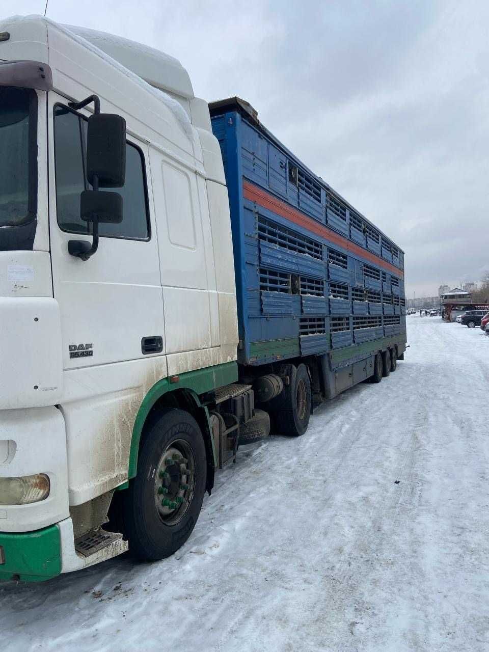 DAF XF 95 (сцепка для перевозки скота)