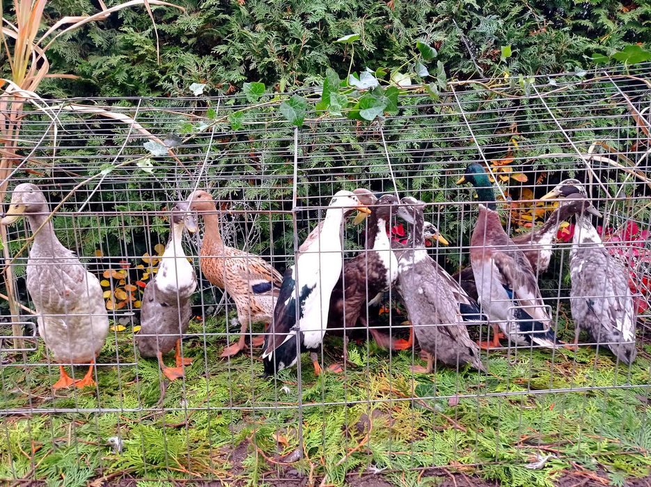 Biegus indyjski, biegusy, kaczki ozdobne, pary