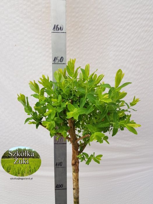 Salix integra 'Hakuro-nishiki' wierzba całolistna 'Hakuro-nishiki'
