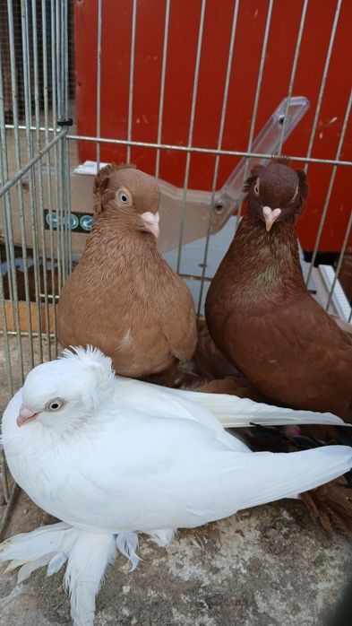 Gołebie wywrotki wschodniopruskie  czerwone i żółte