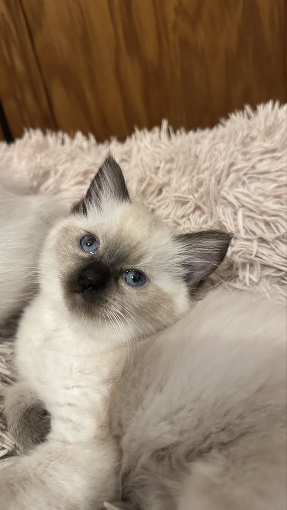 Sorzedam kotkę rasy Ragdoll